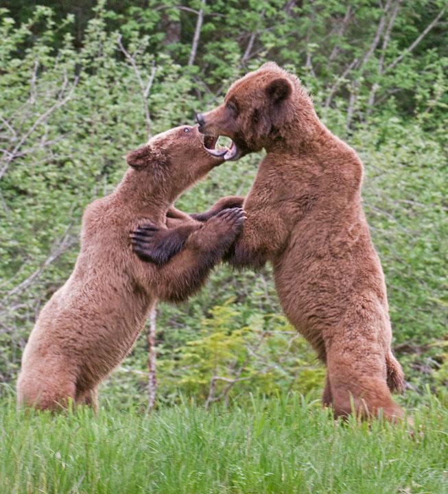 Bear Rassle_4035
